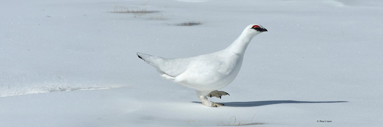 La perdiz nival: el fantasma blanco de la alta montaña pirenaica